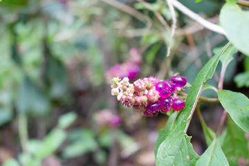Flor y fruto
