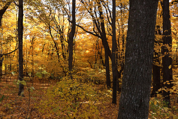 Minnesota autumn