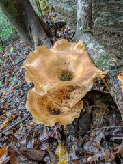 Fungi on Mt Whitfield