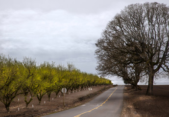 road by the orchard