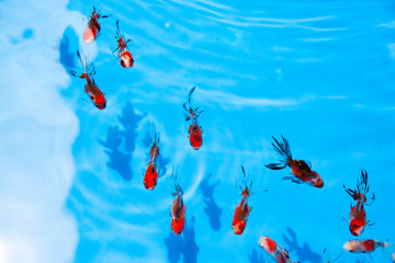 青い水中をおよぐ金魚の列とその影