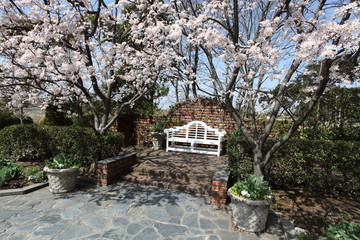 スモモの花と白いベンチ