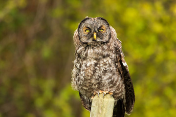 Great Grey Owl Fledgling
