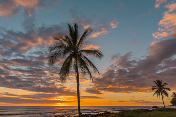 Fototapeta na wymiar Palm tree and orange tropical sunset