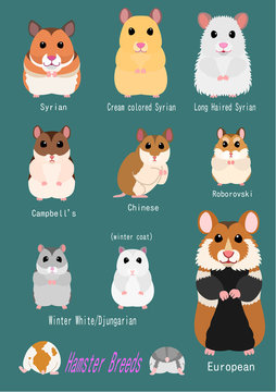 collection of hamster breeds
