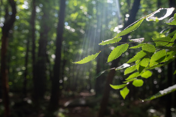 Birch leaves are lit from above in a moody New Hampshire forest