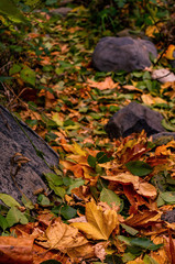 Leaf Pathway