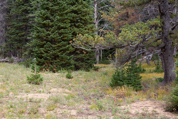 Lost Creek Wilderness Summer 2018