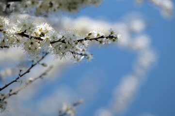 Obraz premium Blackthorn blooming branch