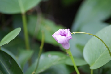 flower in the garden