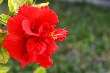 close up of ornamental red hibiscus flower