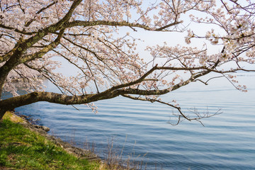 湖畔の桜