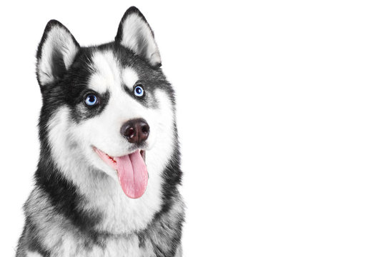 Portrait of a blue eyed beautiful smiling Siberian Husky dog with tongue sticking out isolated on white background with copy space