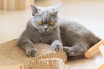 A cat  staring at you with anger