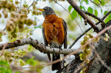 Robin in Tree Searching