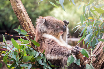 Koala sitting on eucalyptus tree in Adelaide Hills, South Australia
