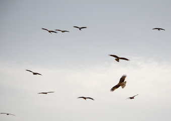鳶の群れ