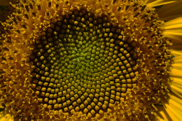 not yet ripe sunflower seeds in the flower