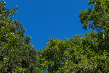 A small piece of blue sky visible through a gap in the forest canopy