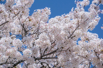 Japan cherry blossom season.