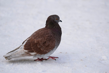 white pigeon on the snow