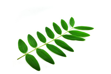 leaf isolated on white background - Green leaves of Cassia