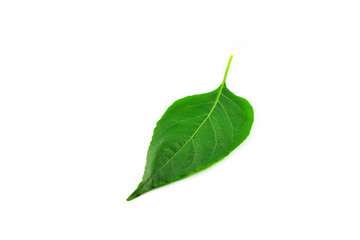 leaf isolated on white background - Green leaves