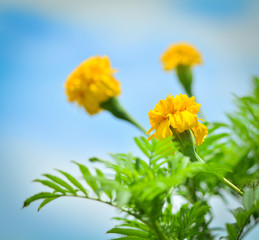 Young buds of marigold flower yellow  in the garden and sky background