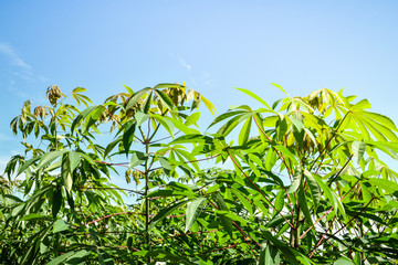 Obraz premium cassava plantation agriculture / leaves branch on cassava tree with sunlight and sky background