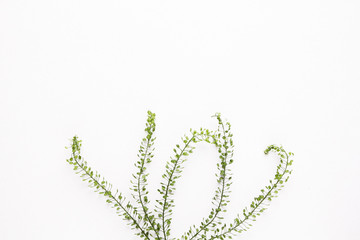 minimalistic image of green twigs