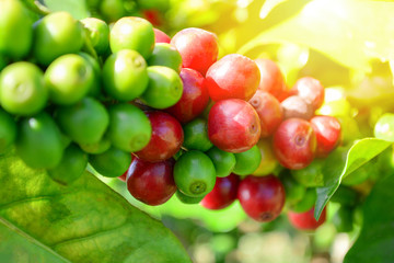 Coffee on tree / Arabicas raw and ripe coffee bean in field and sunlight -  green and red coffee seed