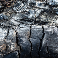 Texture of charry tree. Grunge. Burned wood texture. Black background.