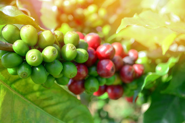 Coffee on tree / Arabicas raw and ripe coffee bean in field and sunlight -  green and red coffee seed