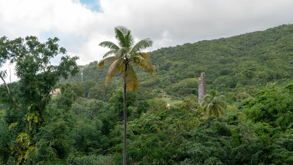 Fototapeta premium palm tree