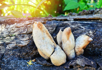 Strange mushroom with mold on wood old Timber in the forest / Poisonous mushrooms