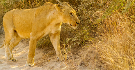  African Lion in a South African Game Reserve