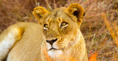  African Lion in a South African Game Reserve