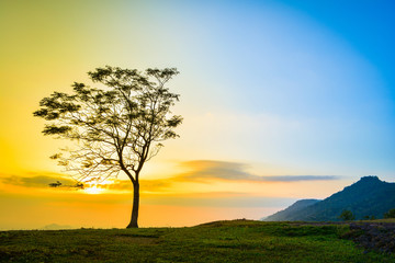 Fototapeta na wymiar One tree sunset / The tree on slope hill mountain and beautiful sunrise with tree alone and sun