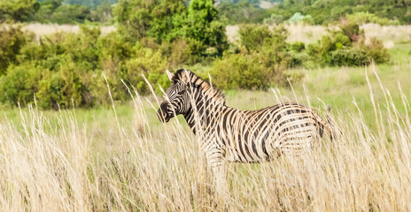 Fototapeta premium Side view of an African Zebra