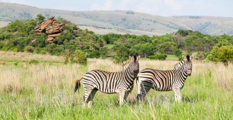 Fototapeta na wymiar Two African Zebras on the savanah