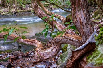 Twisty Mountain Laurel trees by the Little Gizzard Creek by the Fiery Gizzard Trail near Foster Falls, South Cumberland State Park on the Cumberland Plateau.