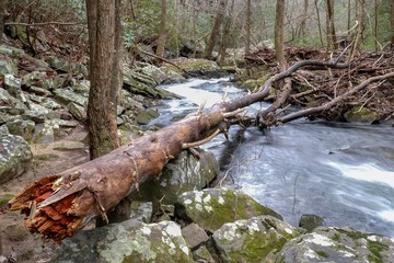 A fallen tree or log spas the Little Gizzard Creek by the Fiery Gizzard Trail near Foster Falls, South Cumberland State Park on the Cumberland Plateau.