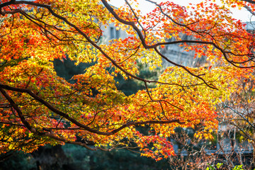 leaves colors season , Autumn Colors in Japan, Fall Foliage 