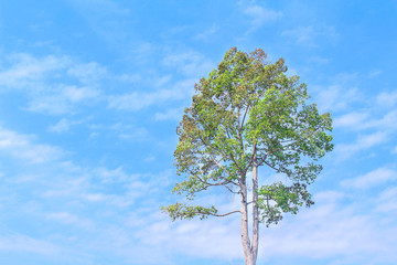 Single green tree on vivid blue sky with clouds on background in summer day