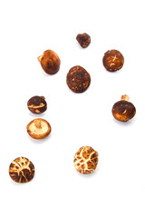 Shiitake mushroom on the White background