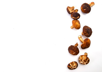 Shiitake mushroom on the White background