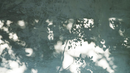 Shadow of tree leaves on grunge wall 