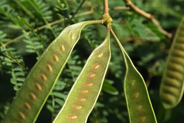 Fototapeta na wymiar Leucaena leucocephala plant