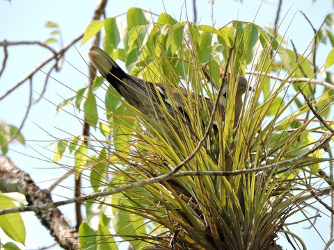 Vogel versteckt sich in Palme