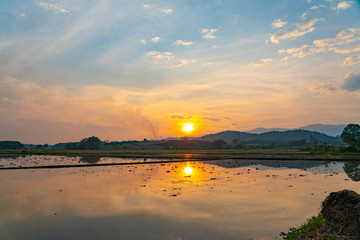 sunset in rice field , Northern of thailand